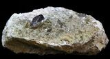 Anatase (Titanium) Crystals on Matrix - Pakistan #38657-3